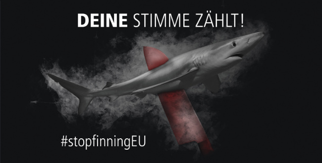 © Sharkproject Bild zum Eintrag (1017962-160)