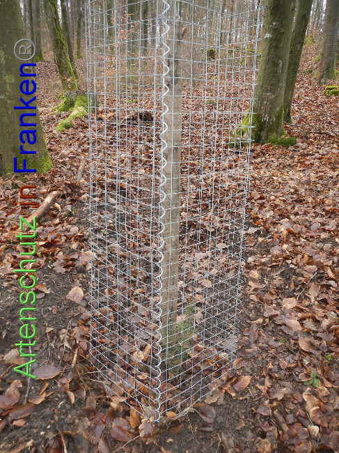 © Artenschutz in Franken® Bild zum Eintrag (1017993-160)
