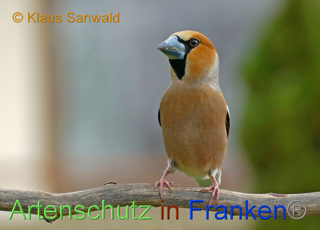 © Artenschutz in Franken® / Klaus Sanwald Bild zum Eintrag (1017997-160)