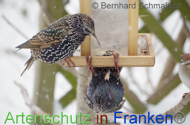 © Artenschutz in Franken® / Klaus Sanwald Bild zum Eintrag (1018003-160)