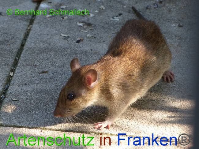 © Artenschutz in Franken® / Bernhard Schmalisch Bild zum Eintrag (1018011-160)