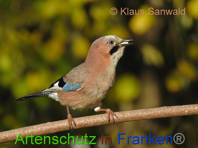 © Artenschutz in Franken® / Klaus Sanwald Bild zum Eintrag (1018203-160)