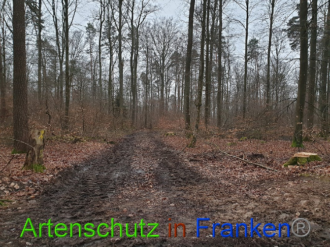 © Artenschutz in Franken® Bild zum Eintrag (1018209-160)