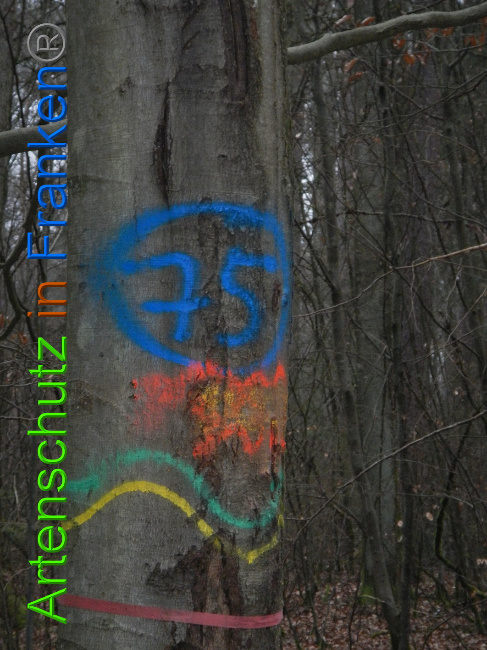 © Artenschutz in Franken® Bild zum Eintrag (1018250-160)