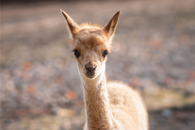 Foto: Wilhelma Stuttgart Bild zum Eintrag (1018294-160)