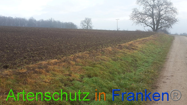 © Artenschutz in Franken® Bild zum Eintrag (1018394-160)