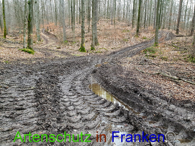 © Artenschutz in Franken® Bild zum Eintrag (1018577-160)