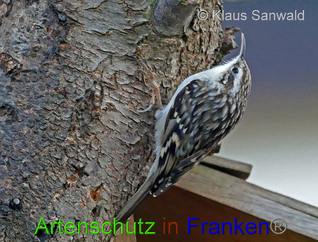 © Artenschutz in Franken® / Klaus Sanwald Bild zum Eintrag (1018620-160)