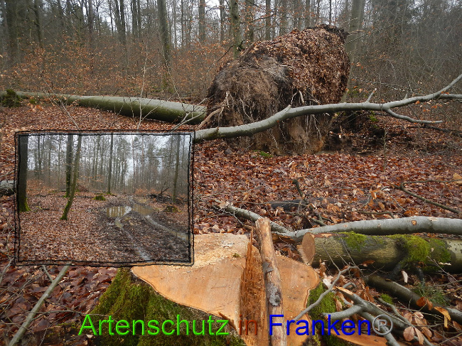 © Artenschutz in Franken® Bild zum Eintrag (1018624-160)