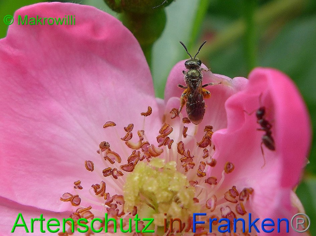 © Artenschutz in Franken® - Makrowilli Bild zum Eintrag (1018636-160)