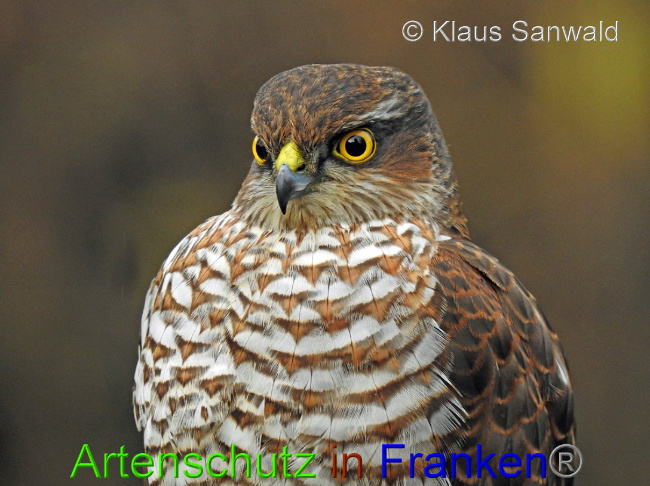 © Artenschutz in Franken® / Klaus Sanwald Bild zum Eintrag (1018638-160)