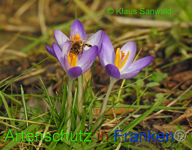 © Artenschutz in Franken® / Klaus Sanwald Bild zum Eintrag (1018738-160)