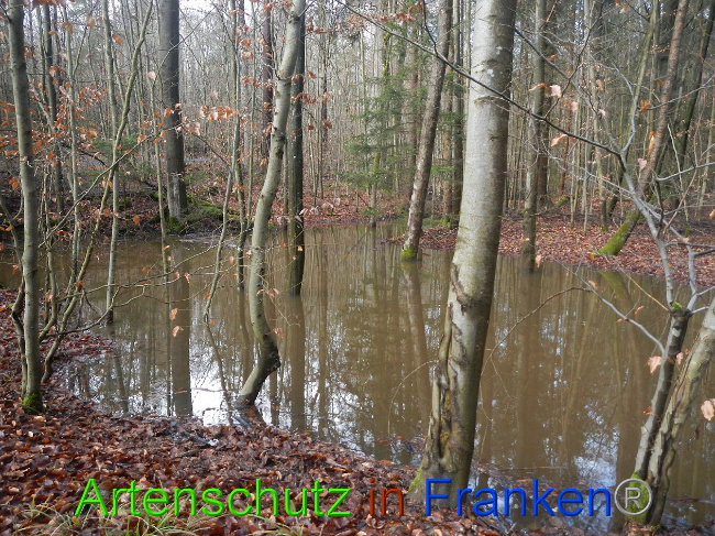 © Artenschutz in Franken® Bild zum Eintrag (1018772-160)