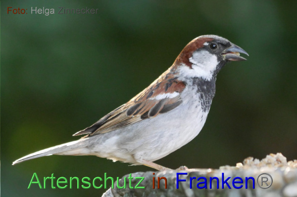 © Artenschutz in Franken® Helga Zinnecker Bild zum Eintrag (1018857-160)