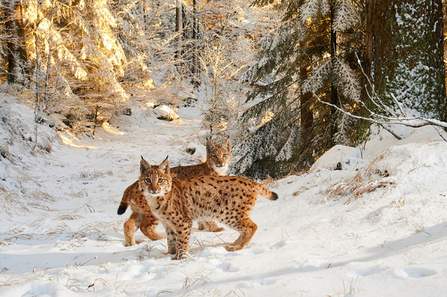 © (© Julius Kramer / fokusnatur.de) Bild zum Eintrag (1018865-160)