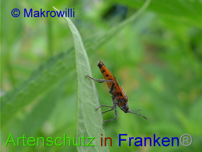 © Artenschutz in Franken® - Makrowilli Bild zum Eintrag (1018871-160)