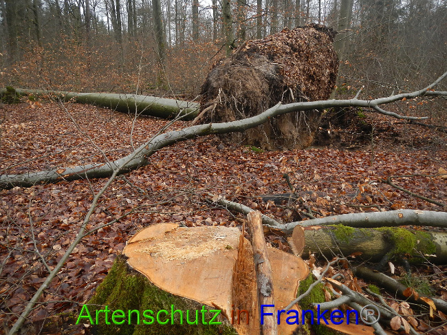 © Artenschutz in Franken® Bild zum Eintrag (1018880-160)