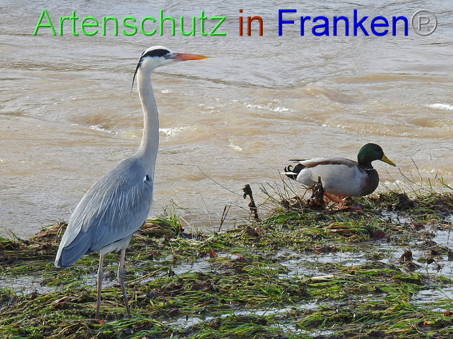 © Artenschutz in Franken® / Klaus Sanwald Bild zum Eintrag (1018895-160)