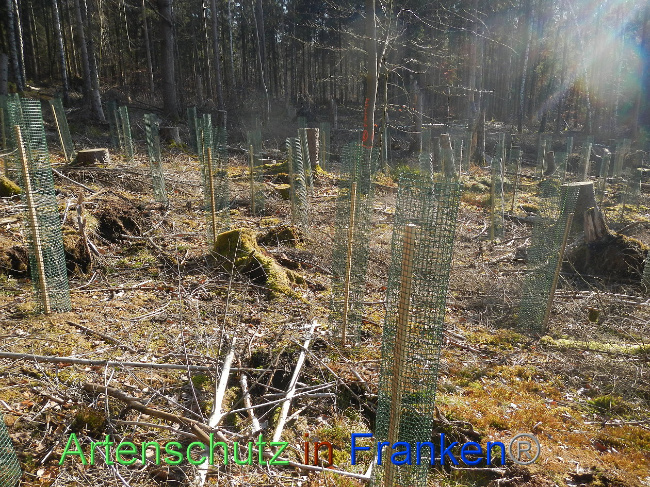 © Artenschutz in Franken® Bild zum Eintrag (1019063-160)