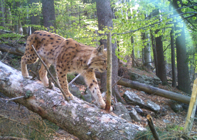 © Nationalpark Bayerischer Wald Bild zum Eintrag (1019101-160)