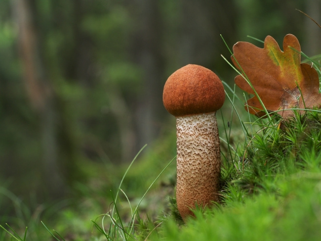 © (Foto: Gerhard Schuster/Nationalpark Bayerischer Wald) Bild zum Eintrag (1019118-160)
