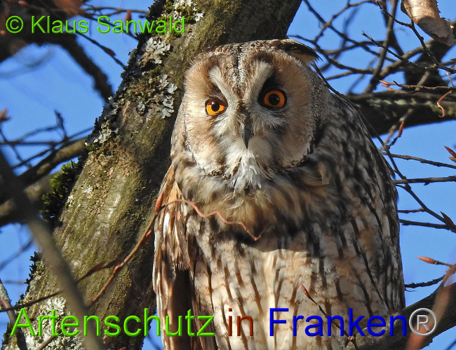© Artenschutz in Franken® / Klaus Sanwald Bild zum Eintrag (1019183-160)