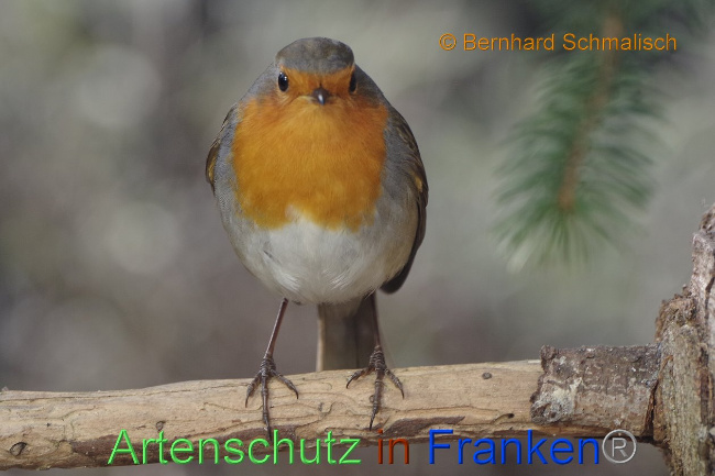 © Artenschutz in Franken® Bernhard Schmalisch Bild zum Eintrag (1019255-160)