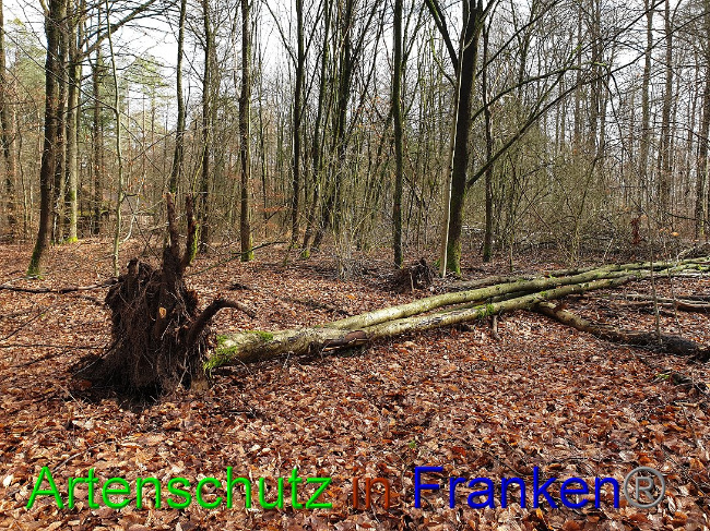 © Artenschutz in Franken® Bild zum Eintrag (1019259-160)