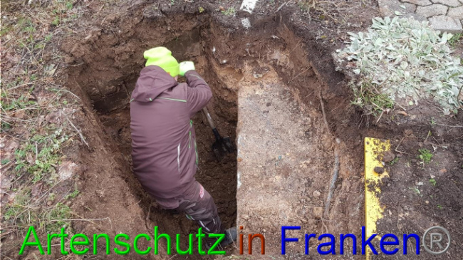 © Artenschutz in Franken® Bild zum Eintrag (1019326-160)