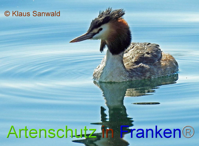 © Artenschutz in Franken® / Klaus Sanwald Bild zum Eintrag (1019423-160)