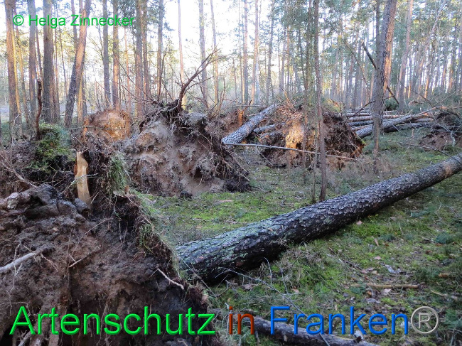© Artenschutz in Franken® Helga Zinnecker Bild zum Eintrag (1019435-160)