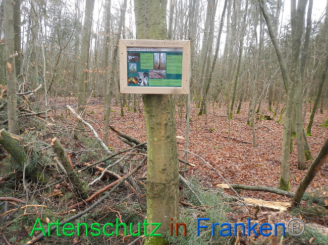 © Artenschutz in Franken® Bild zum Eintrag (1019471-160)