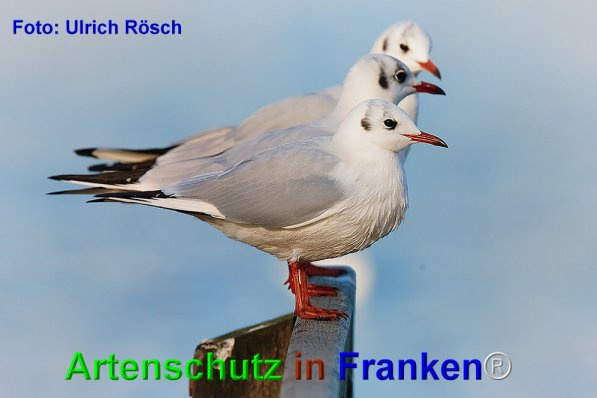 © Artenschutz in Franken® / Ulrich Rösch Bild zum Eintrag (1019509-160)