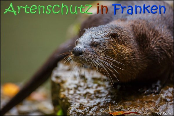 © Artenschutz in Franken® Johannes Rother Bild zum Eintrag (1019854-160)