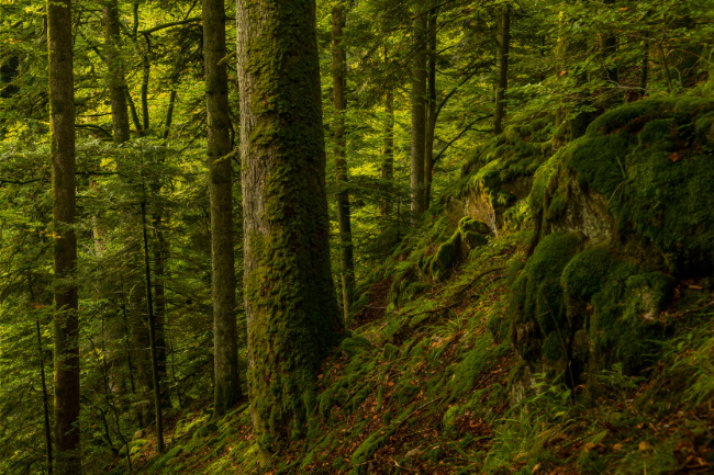© Arne Kolb (Nationalpark Schwarzwald) Bild zum Eintrag (1019890-160)