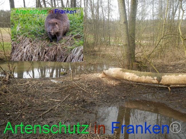 © Artenschutz in Franken® Bild zum Eintrag (1019913-160)