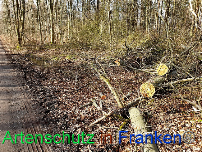 © Artenschutz in Franken® Bild zum Eintrag (1019915-160)