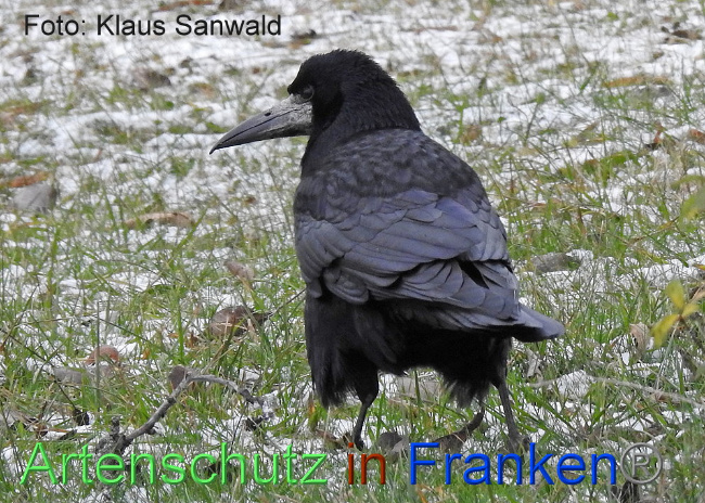 © Artenschutz in Franken® / Klaus Sanwald Bild zum Eintrag (1019927-160)