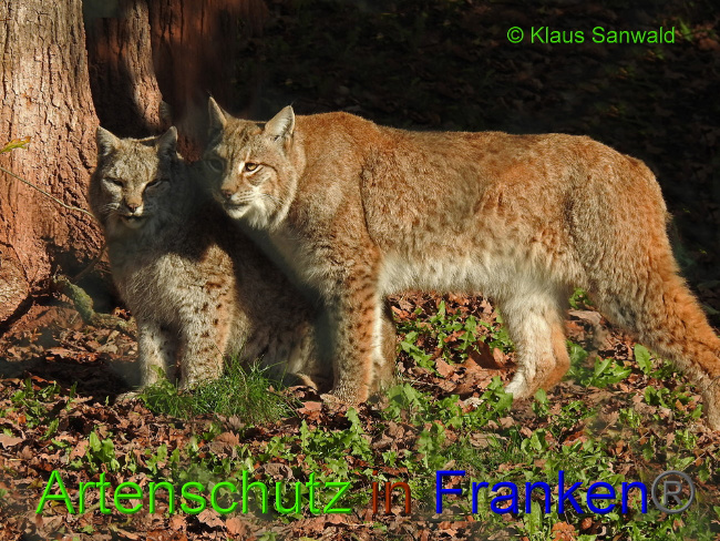 © Artenschutz in Franken® / Klaus Sanwald Bild zum Eintrag (1019961-160)