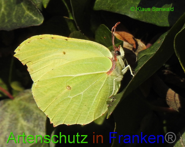 © Artenschutz in Franken® / Klaus Sanwald Bild zum Eintrag (1019983-160)