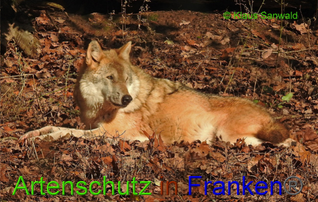 © Artenschutz in Franken® / Klaus Sanwald Bild zum Eintrag (1019999-160)