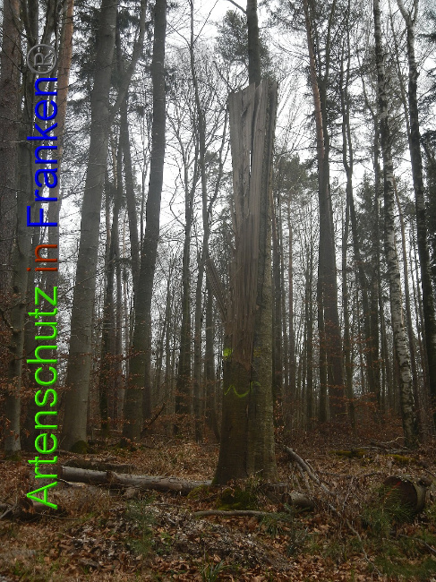 © Artenschutz in Franken® Bild zum Eintrag (1020117-160)