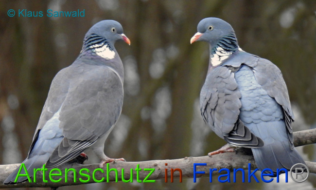 © Artenschutz in Franken® / Klaus Sanwald Bild zum Eintrag (1020129-160)