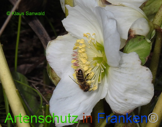 © Artenschutz in Franken® / Klaus Sanwald Bild zum Eintrag (1020135-160)