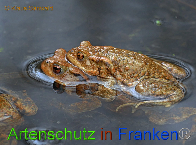 © Artenschutz in Franken® / Klaus Sanwald Bild zum Eintrag (1020149-160)