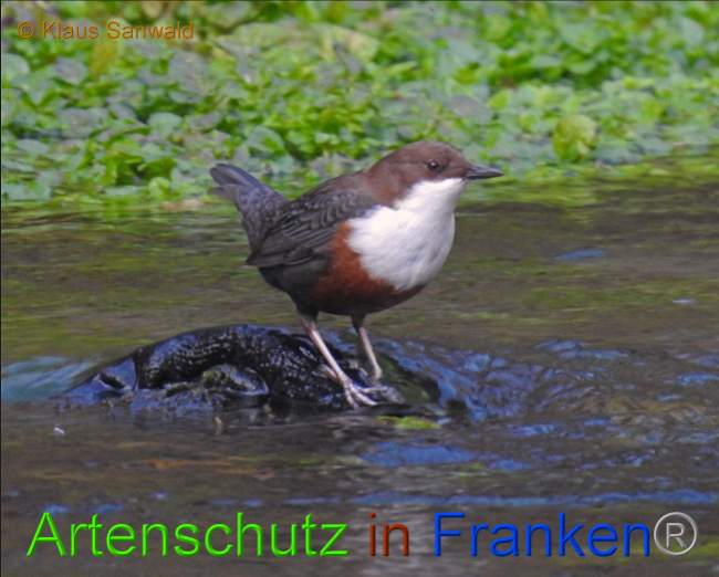 © Artenschutz in Franken® / Klaus Sanwald Bild zum Eintrag (1020192-160)