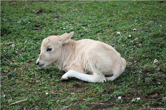 © Zoo Frankfurt Bild zum Eintrag (1020233-160)