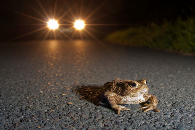 © NABU - Jonathan Fieber Bild zum Eintrag (1020239-160)