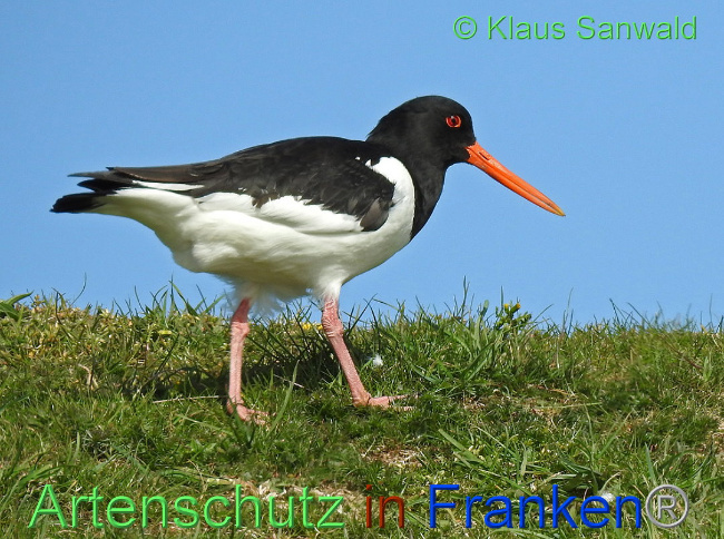 © Artenschutz in Franken® / Klaus Sanwald Bild zum Eintrag (1020243-160)