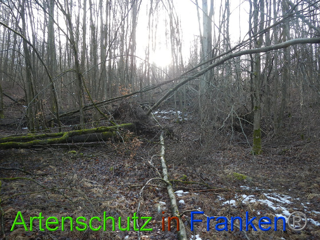 © Artenschutz in Franken® Bild zum Eintrag (1020324-160)